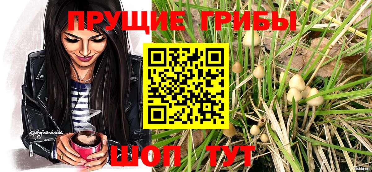 Псилоцибиновые грибы Cubensis  Елабуга 